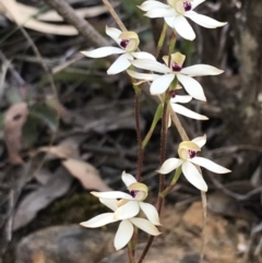 Caladenia cucullata (Lemon Caps) at Black Mountain - 26 Oct 2021 by Tapirlord