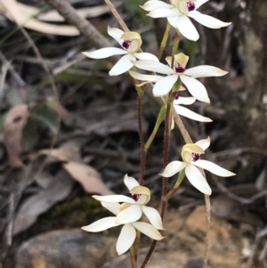 Caladenia cucullata at Point 60 - 26 Oct 2021