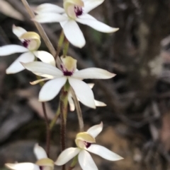 Caladenia cucullata at Point 60 - suppressed