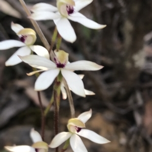 Caladenia cucullata at Point 60 - 26 Oct 2021