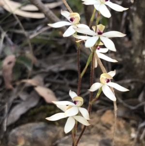 Caladenia cucullata at Point 60 - 26 Oct 2021