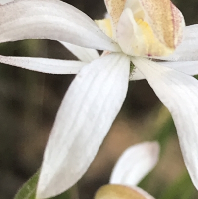 Caladenia moschata (Musky Caps) at Black Mountain - 26 Oct 2021 by Tapirlord