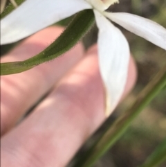 Caladenia moschata at Point 60 - suppressed