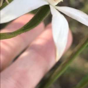 Caladenia moschata at Undefined Area - suppressed