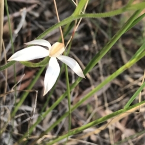 Caladenia moschata at Point 60 - suppressed