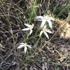 Caladenia moschata at Undefined Area - suppressed