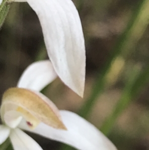 Caladenia moschata at Point 60 - suppressed