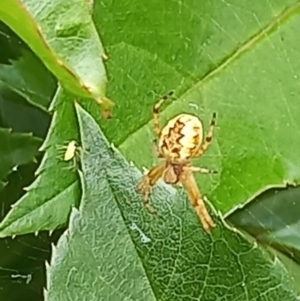 Araneus hamiltoni at Amaroo, ACT - 28 Oct 2021