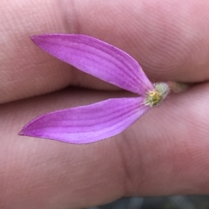 Caladenia congesta at Acton, ACT - 26 Oct 2021