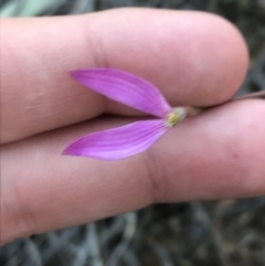 Caladenia congesta at Acton, ACT - 26 Oct 2021