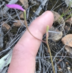 Caladenia congesta at Acton, ACT - suppressed