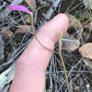 Caladenia congesta at Acton, ACT - suppressed