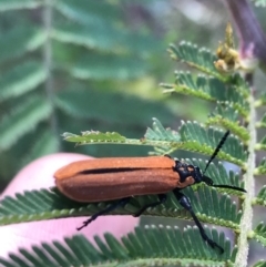 Rhinotia haemoptera (Lycid-mimic belid weevil, Slender Red Weevil) at ANBG - 26 Oct 2021 by Tapirlord