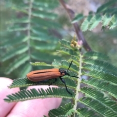 Rhinotia haemoptera at Acton, ACT - 26 Oct 2021