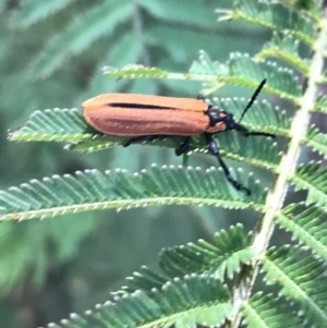 Rhinotia haemoptera at Acton, ACT - 26 Oct 2021