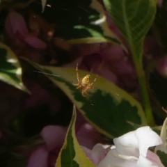 Araneinae (subfamily) (Orb weaver) at Conder, ACT - 28 Oct 2021 by Gardener