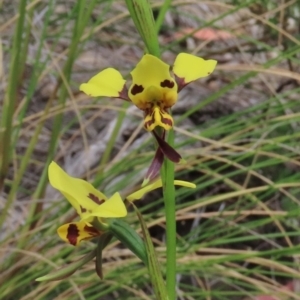 Diuris sulphurea at Theodore, ACT - 28 Oct 2021