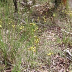 Diuris sulphurea at Theodore, ACT - 28 Oct 2021