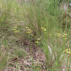 Diuris sulphurea at Theodore, ACT - 28 Oct 2021