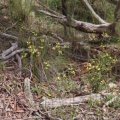 Diuris sulphurea at Theodore, ACT - suppressed