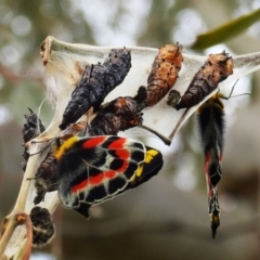 Delias harpalyce (Imperial Jezebel) at Kambah, ACT - 28 Oct 2021 by HelenCross