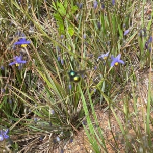 Xylocopa (Lestis) aerata at Yarralumla, ACT - 28 Oct 2021 02:44 PM