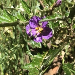 Solanum cinereum (Narrawa Burr) at Nail Can Hill - 24 Oct 2021 by DamianMichael