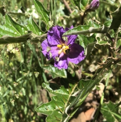Solanum cinereum (Narrawa Burr) at Nail Can Hill - 24 Oct 2021 by DamianMichael
