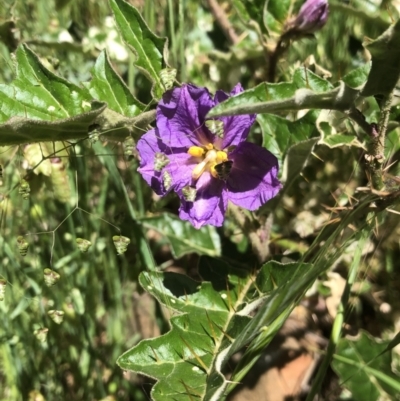 Solanum cinereum (Narrawa Burr) at Albury - 24 Oct 2021 by DamianMichael