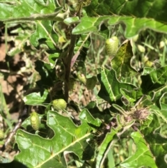 Solanum cinereum at Hamilton Valley, NSW - 24 Oct 2021