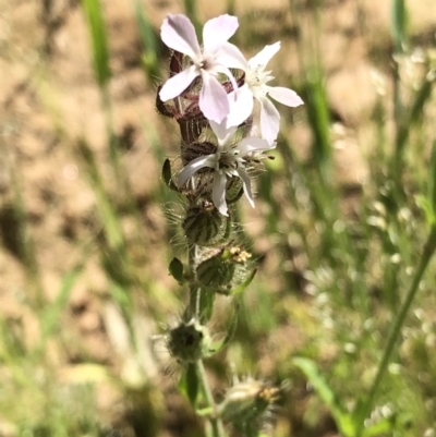 Silene gallica (French Catchfly) at Albury - 24 Oct 2021 by DamianMichael