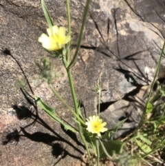 Tolpis barbata (Yellow Hawkweed) at Nail Can Hill - 24 Oct 2021 by DamianMichael