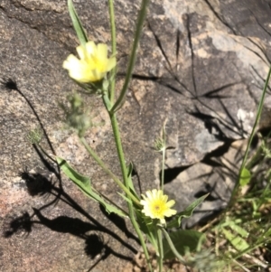 Tolpis barbata at Hamilton Valley, NSW - 24 Oct 2021