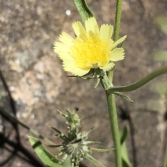 Tolpis barbata at Hamilton Valley, NSW - 24 Oct 2021