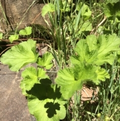 Pelargonium australe (Austral Stork's-bill) at Albury - 24 Oct 2021 by DamianMichael