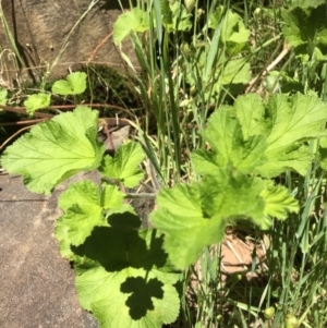 Pelargonium australe at Hamilton Valley, NSW - 24 Oct 2021