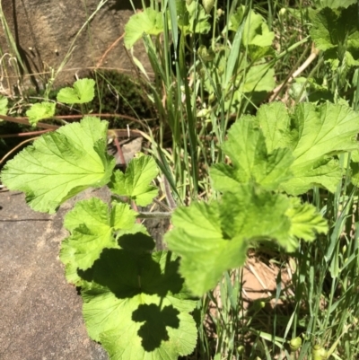 Pelargonium australe (Austral Stork's-bill) at Albury - 24 Oct 2021 by DamianMichael