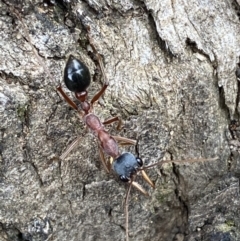 Myrmecia nigriceps (Black-headed bull ant) at QPRC LGA - 28 Oct 2021 by Steve_Bok