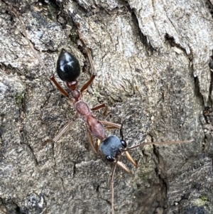 Myrmecia nigriceps at Jerrabomberra, NSW - 28 Oct 2021 05:57 PM