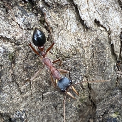 Myrmecia nigriceps (Black-headed bull ant) at Jerrabomberra, NSW - 28 Oct 2021 by SteveBorkowskis