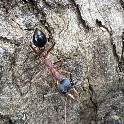 Myrmecia nigriceps (Black-headed bull ant) at Jerrabomberra, NSW - 28 Oct 2021 by Steve_Bok