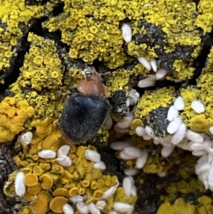 Cryptolaemus montrouzieri at Jerrabomberra, NSW - 28 Oct 2021