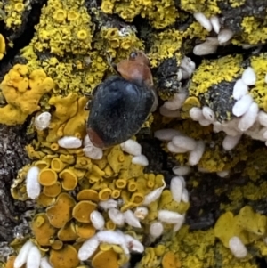 Cryptolaemus montrouzieri at Jerrabomberra, NSW - 28 Oct 2021