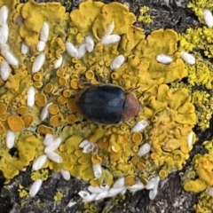 Cryptolaemus montrouzieri at Jerrabomberra, NSW - 28 Oct 2021