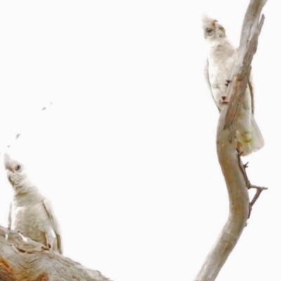 Cacatua sanguinea (Little Corella) at Molonglo River Reserve - 28 Oct 2021 by wombey