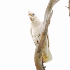 Cacatua sanguinea at Whitlam, ACT - 28 Oct 2021