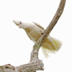 Cacatua sanguinea at Whitlam, ACT - 28 Oct 2021