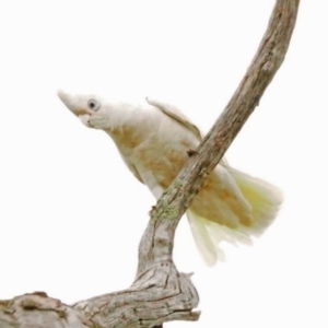 Cacatua sanguinea at Whitlam, ACT - 28 Oct 2021