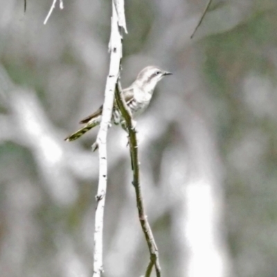 Chrysococcyx basalis (Horsfield's Bronze-Cuckoo) at Kama - 28 Oct 2021 by wombey