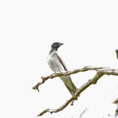 Coracina novaehollandiae (Black-faced Cuckooshrike) at Molonglo River Reserve - 28 Oct 2021 by wombey